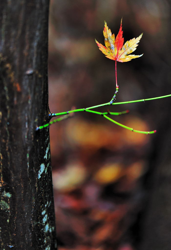 紅の舞