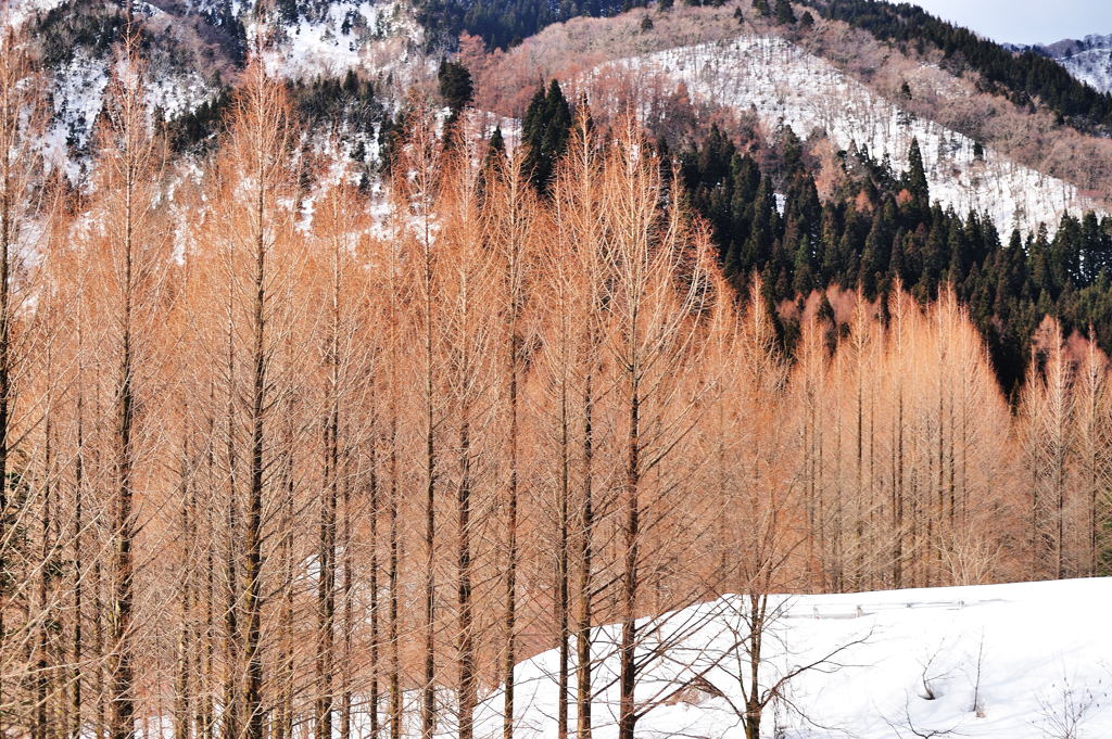 森の早春