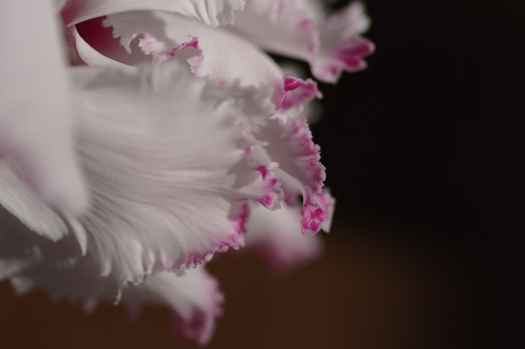 花弁の彩