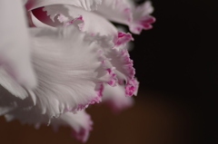 花弁の彩