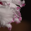 花弁の彩