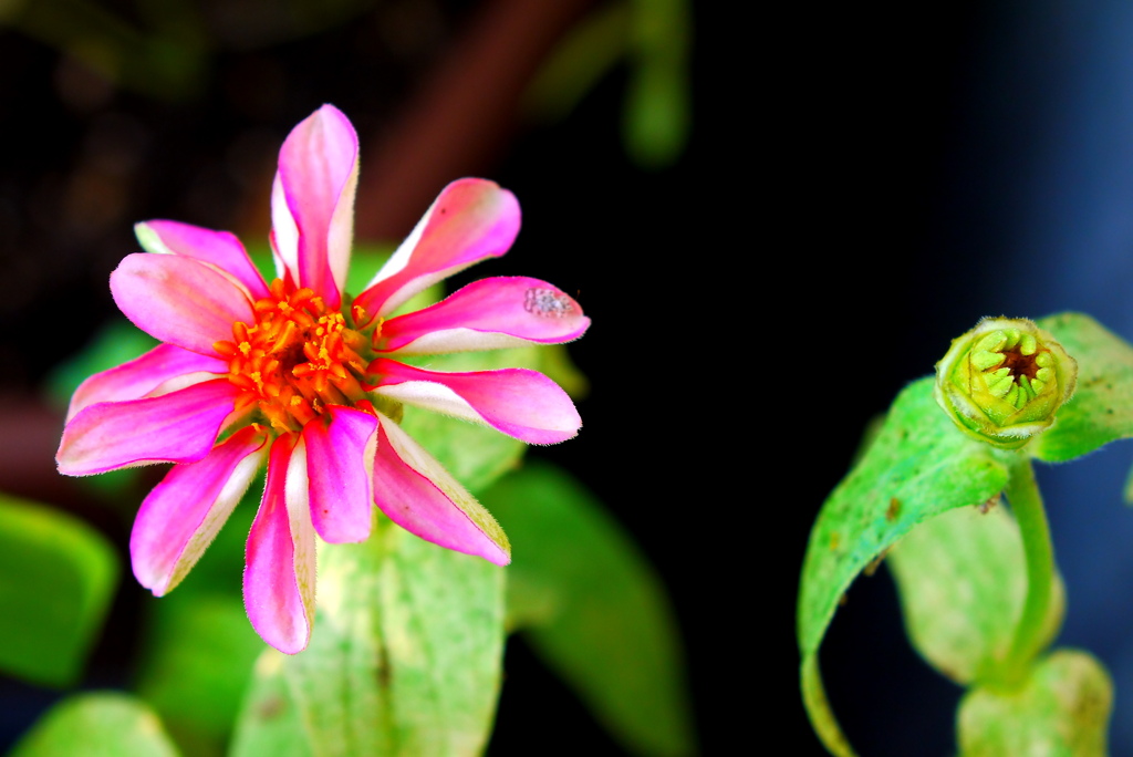 Zoom-Nikkor35-105mm