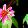Zoom-Nikkor35-105mm