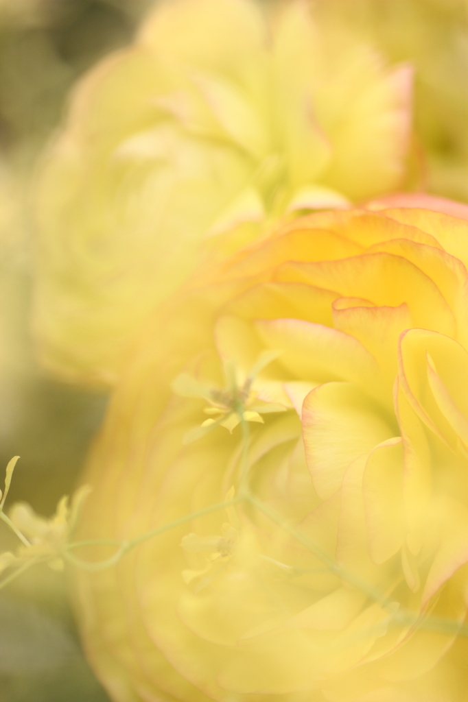 春迎花（Ⅱ）
