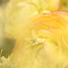 春迎花（Ⅱ）