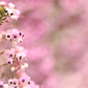 春迎花（Ⅴ）