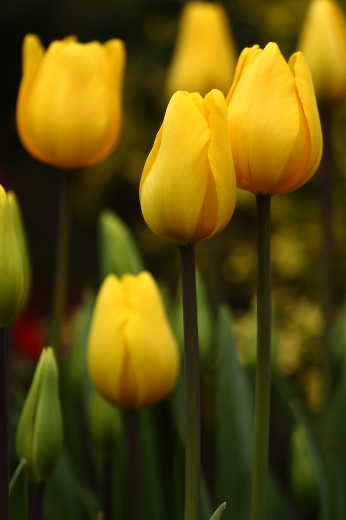Winter Tulip