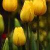 Winter Tulip