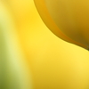 ＳＰＲＩＮＧ　ＬＩＮＥ