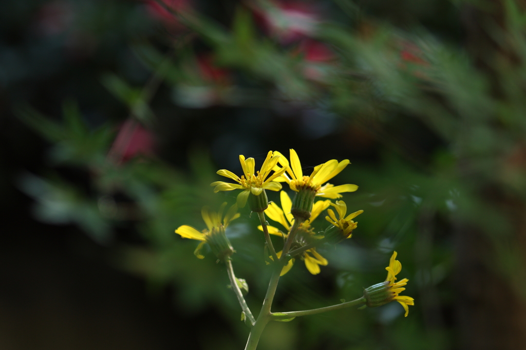 初冬に佇む花達（Ⅳ）