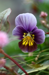 初冬に佇む花達（Ⅰ）