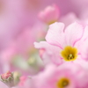 春迎花（Ⅰ）