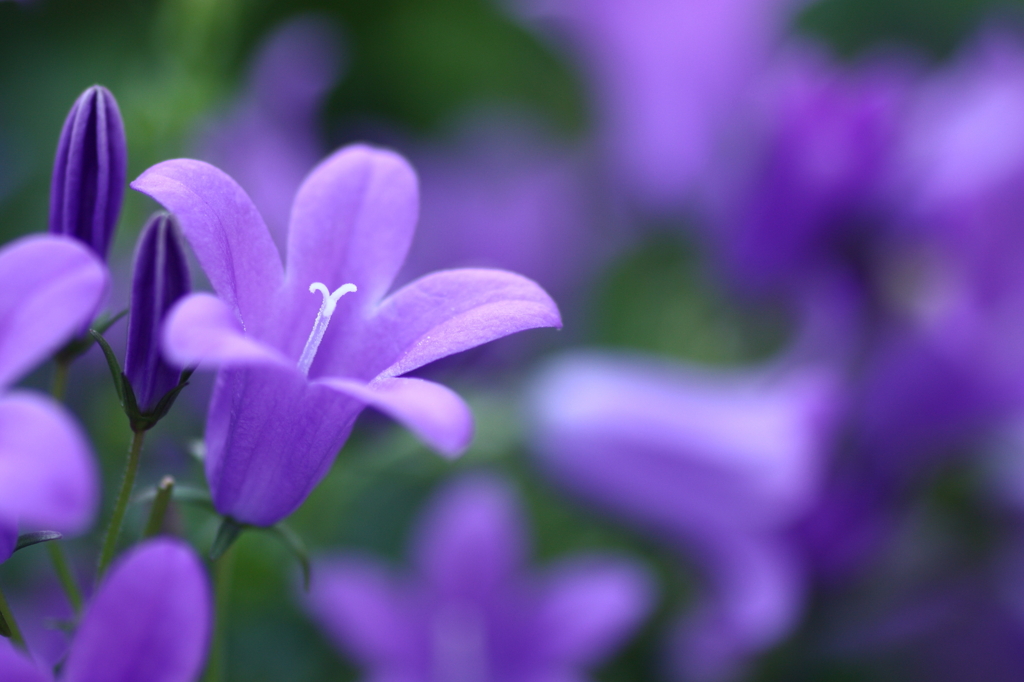 ＰＵＲＰＬＥ　ＦＬＯＷＥＲ