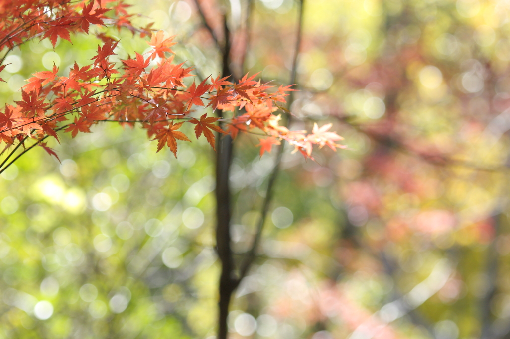 木漏れ日と紅葉Ⅱ