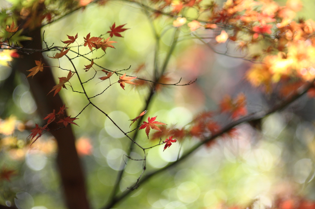 木漏れ日と紅葉