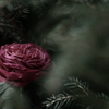 ＲＯＳＥ