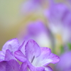 春迎花（Ⅳ）