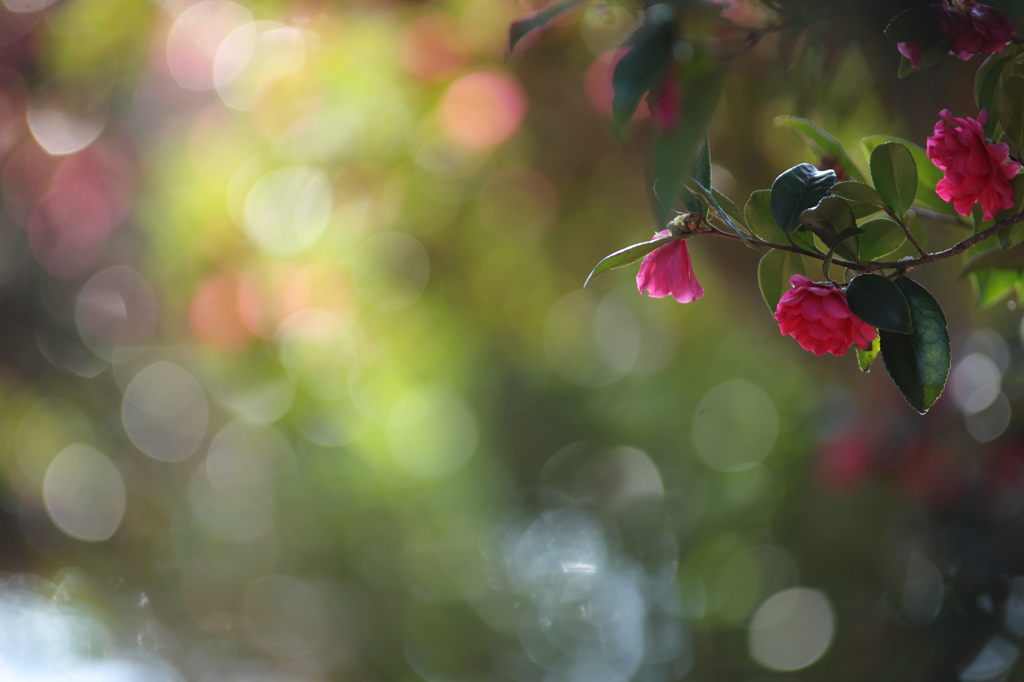 山茶花