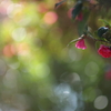 山茶花