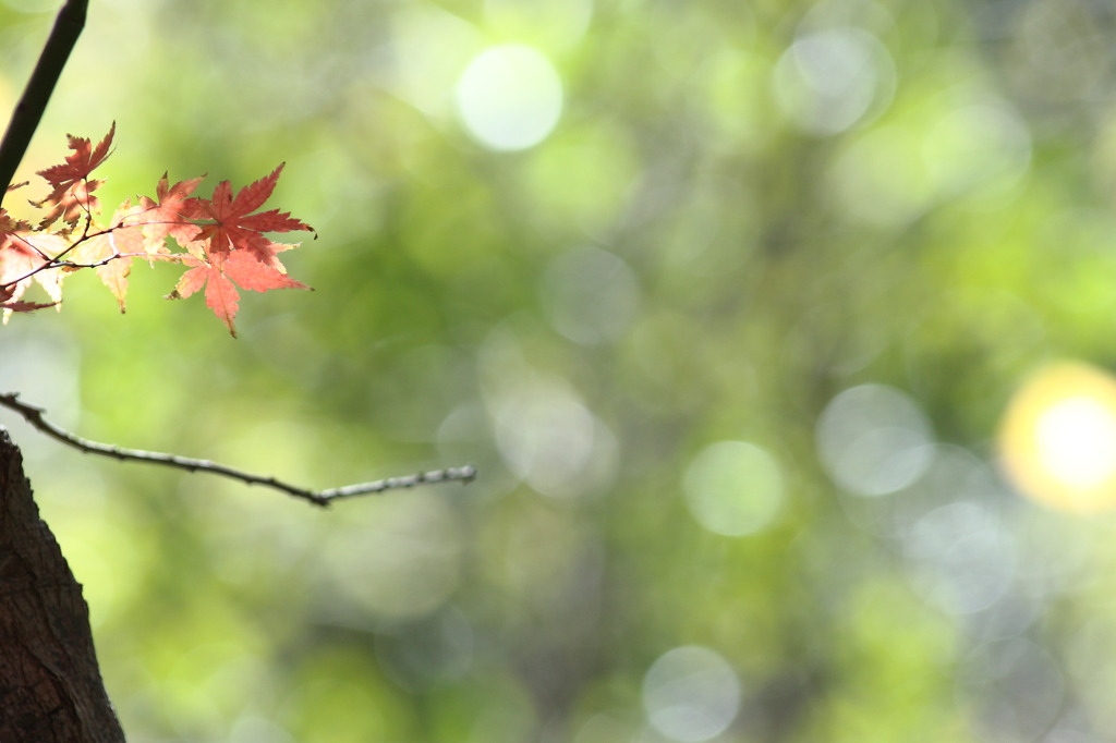 木漏れ日と紅葉Ⅲ