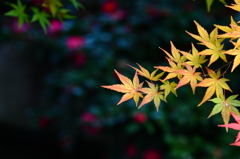 紅葉と山茶花