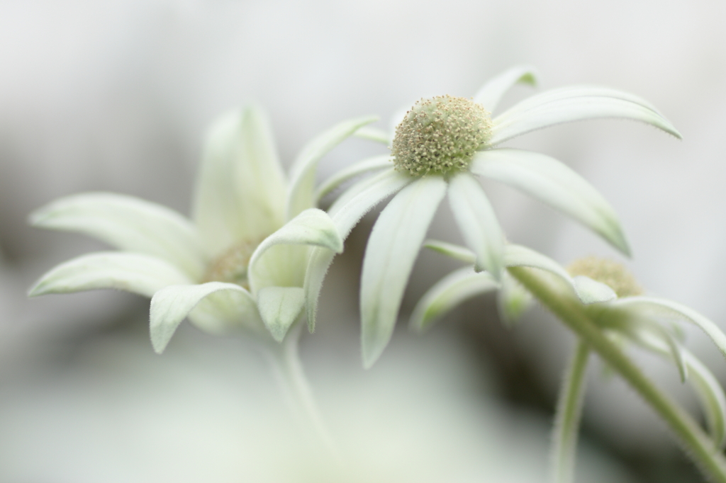 White Dream