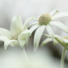 White Dream