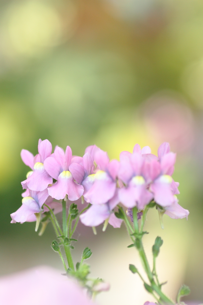 初冬に佇む花達（Ⅲ）