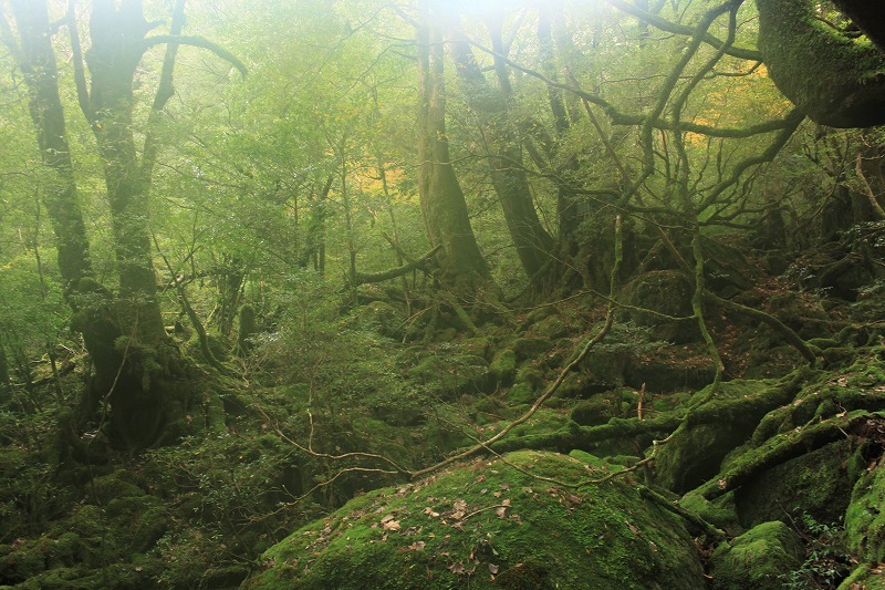 こけのもり。
