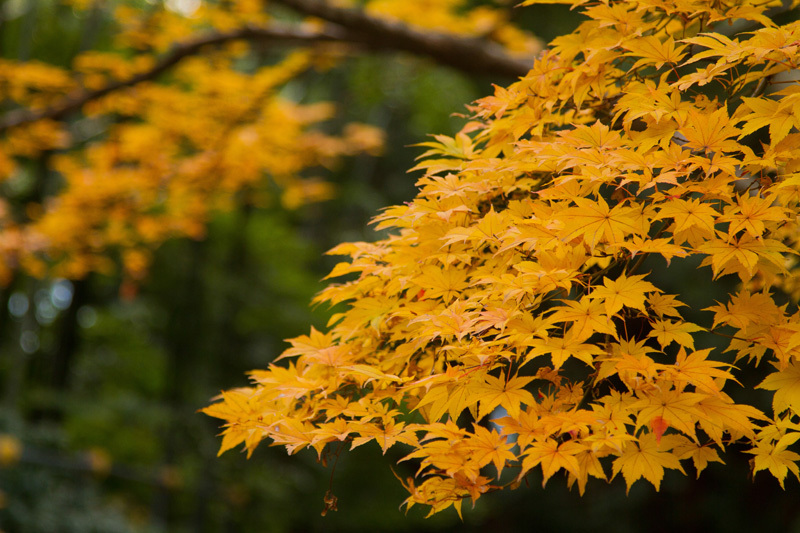 国上山_秋いろ１