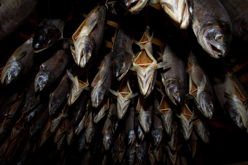 村上　鮭吊るされる