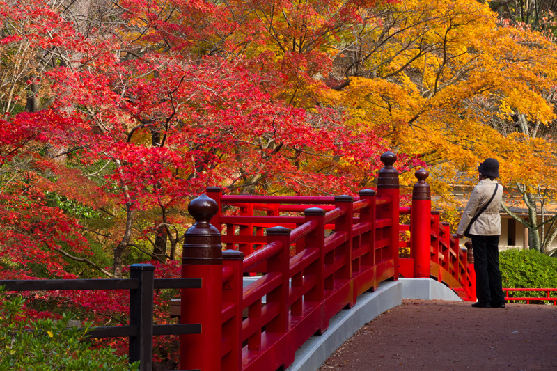 弥彦もみじ谷_01