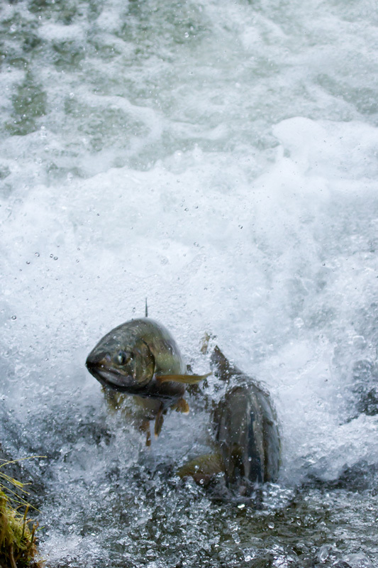 三面川　鮭が踊る２
