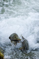 三面川　鮭が踊る２
