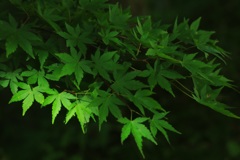 青紅葉