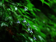西沢渓谷に咲いていた花
