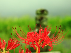 彼岸花
