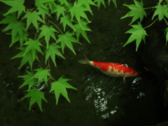 瑠璃光院の鯉