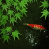 瑠璃光院の鯉