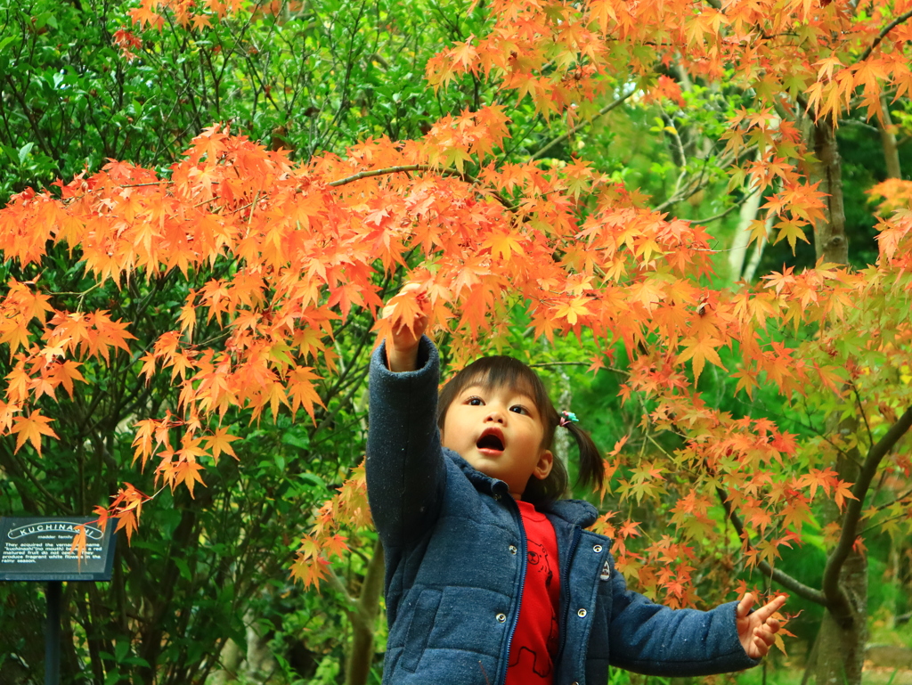 初めての紅葉狩り