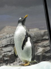 ペンギン