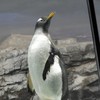 ペンギン