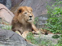 堂々とした百獣の王