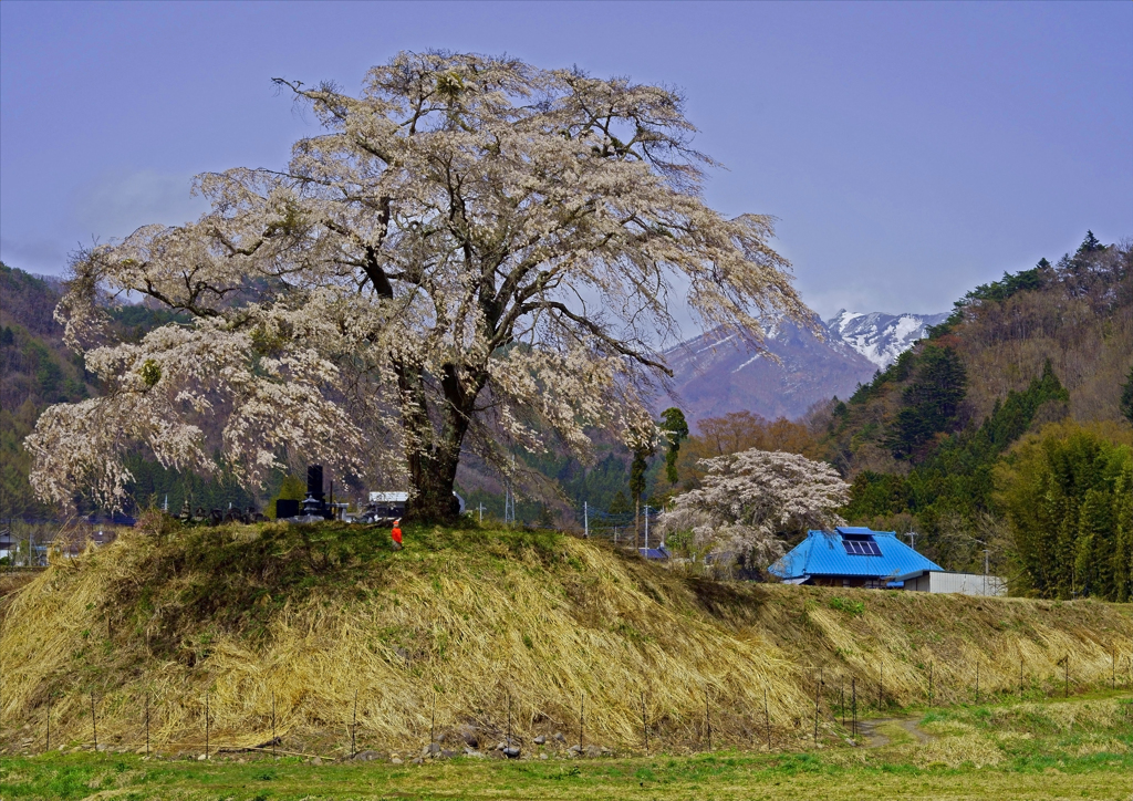 上発地枝垂れ桜