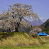 上発地枝垂れ桜