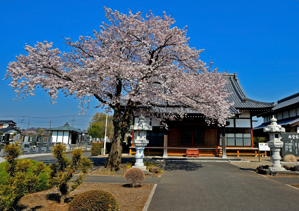 龍真寺