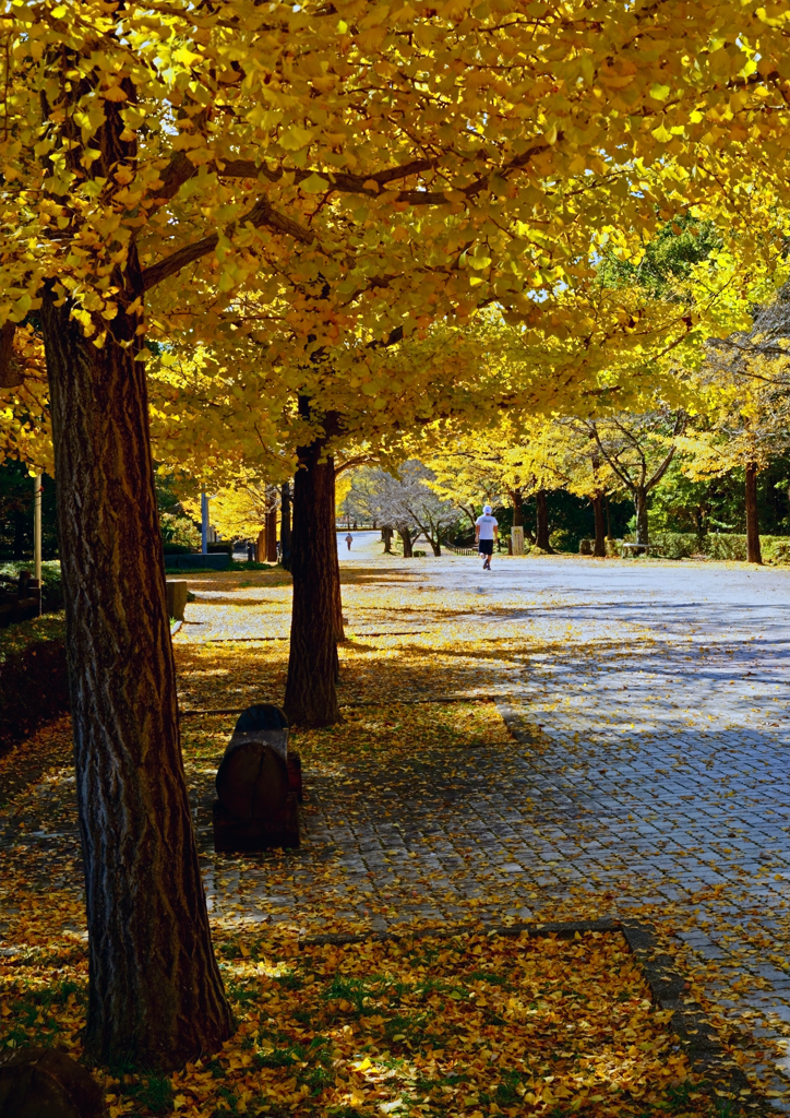 秋の散歩道