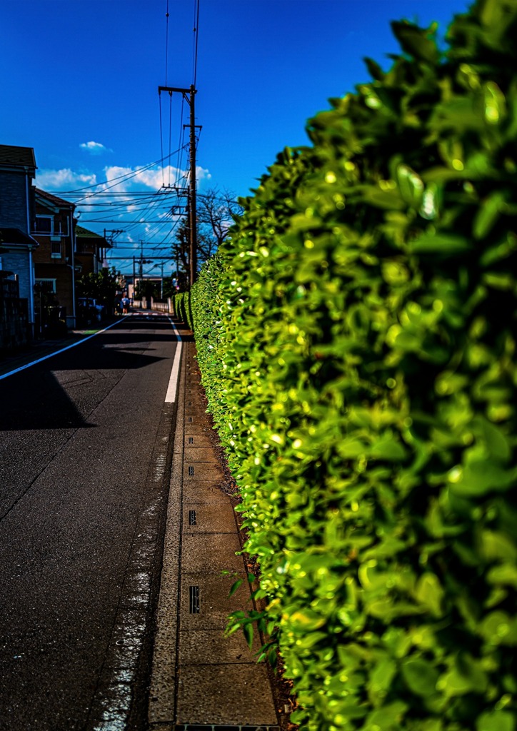 いつもの帰り道