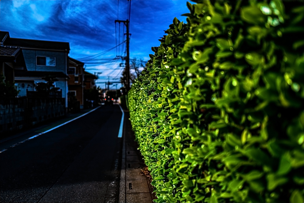 いつもの帰り道 光と影