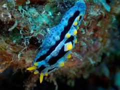 ソライロイボウミウシ